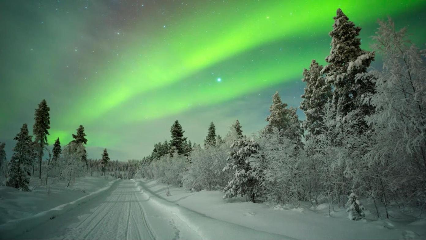 aurora over spruce, forest track