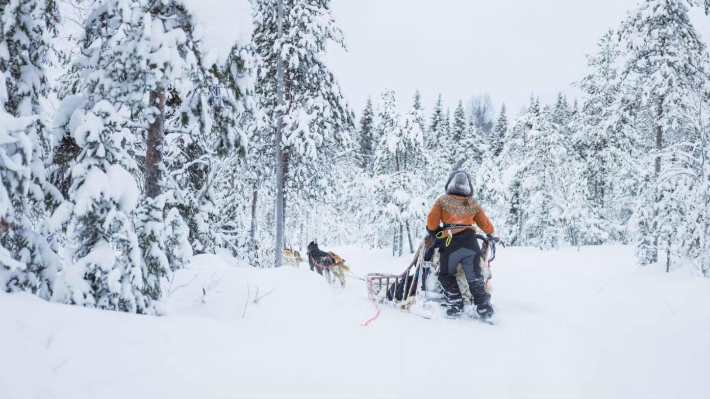 huskies pulling a sled
