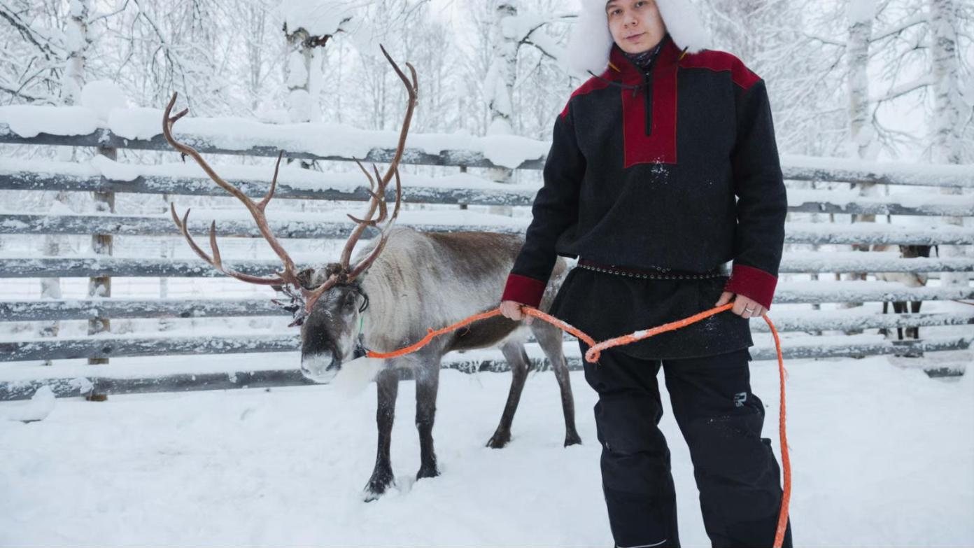 reindeer by a wooden fence